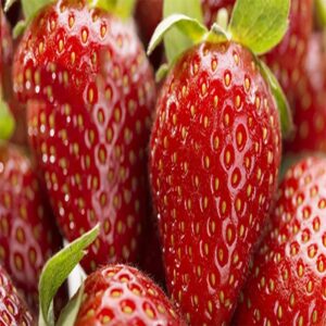 Frutillas Premium