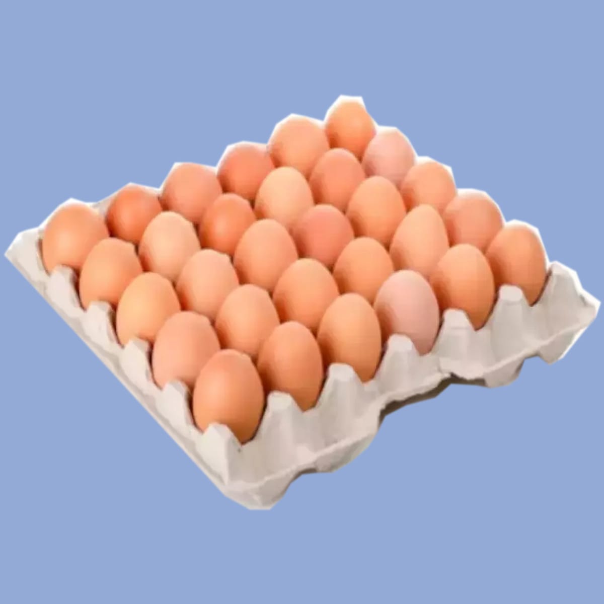 Maple Huevos Color Grande
